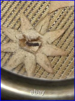 Antique Official Sealed Catholic Religious Relic of Saint Francis Of Borgia